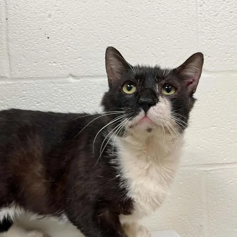 An adult large-sized male Black Domestic Short Hair cat named Svasstray for adoption in Lyndhurst, VA