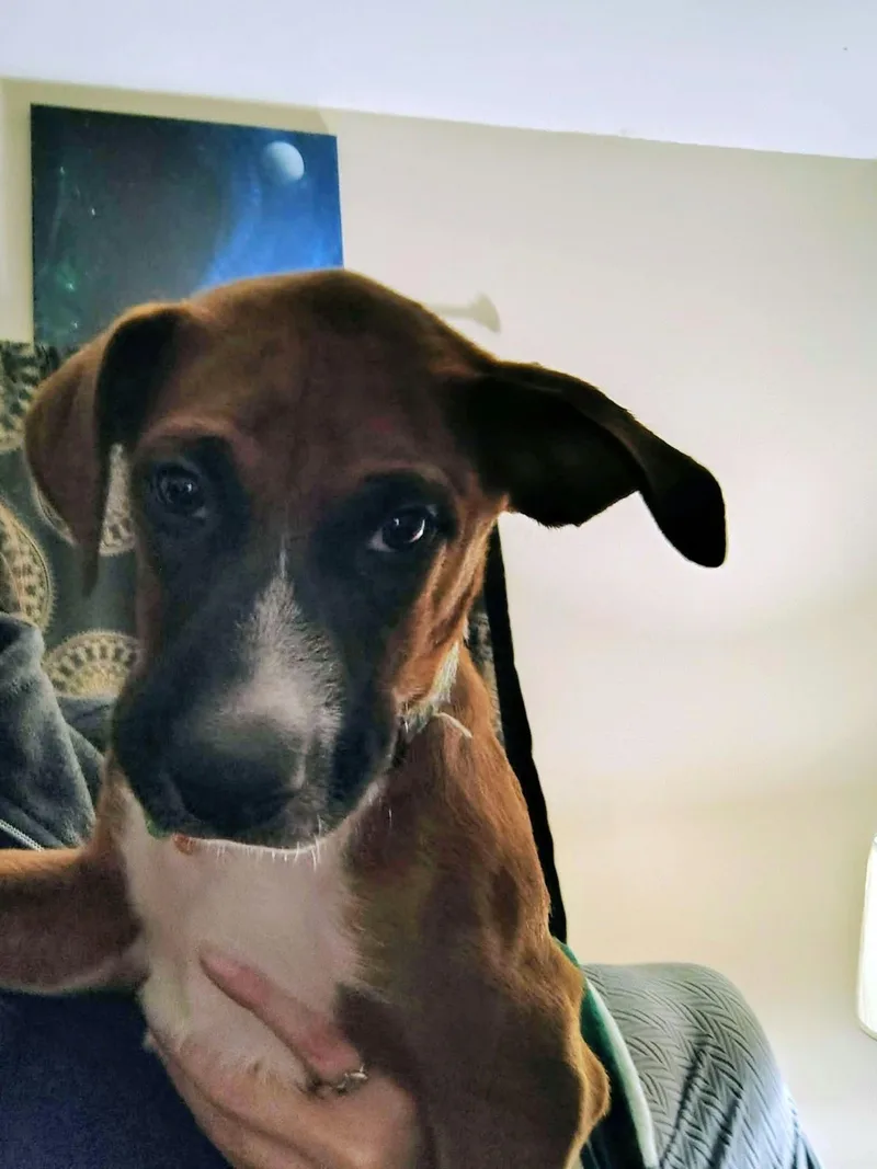 A young medium-sized male Boxer dog named Finn for adoption in Springville, NY