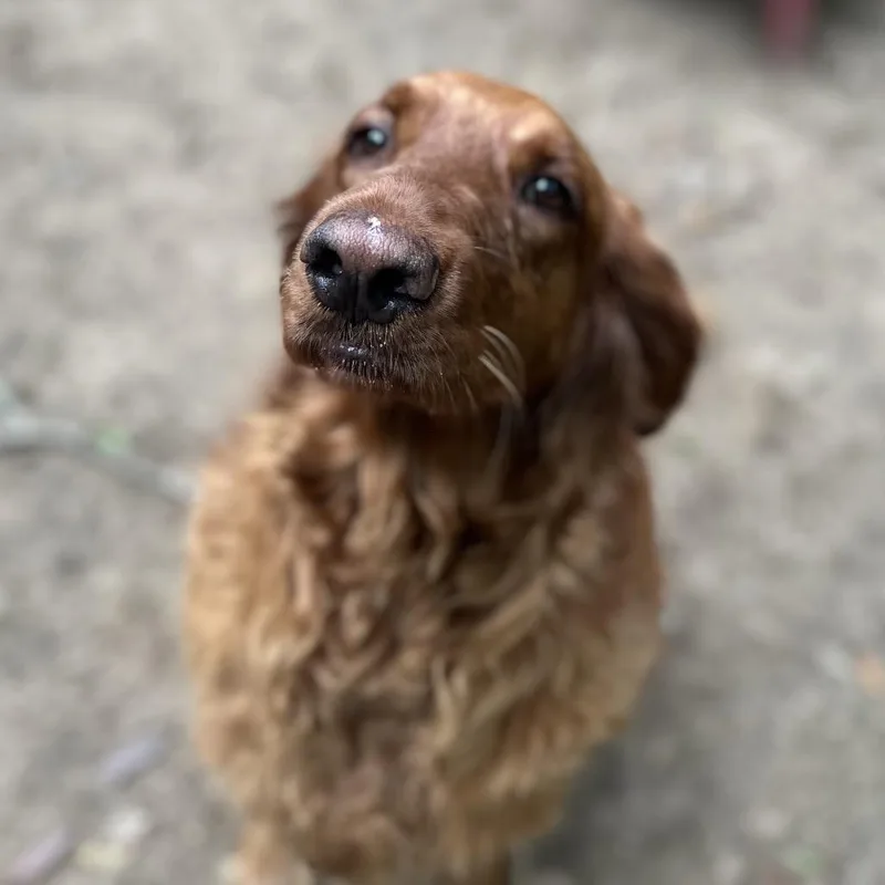 An adult large-sized female Golden Retriever dog named Millie for adoption in Daphne, AL
