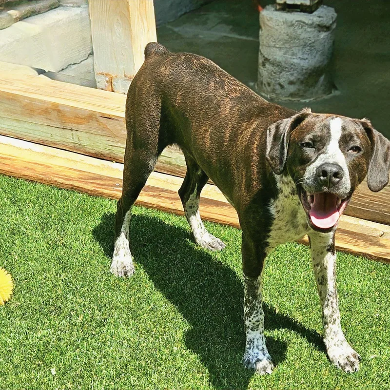 A young medium-sized male Brindle Boston Terrier dog named Swiss for adoption in Chicago, IL