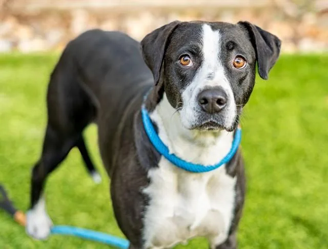 An adult large-sized female Border Collie dog named Jackie for adoption in San Jose, CA