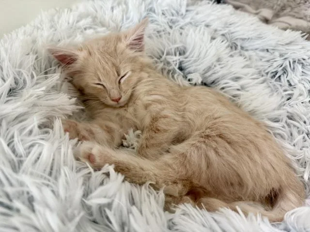 A baby medium-sized female Buff / Tan / Fawn Domestic Medium Hair cat named Fluff for adoption in Venice, CA