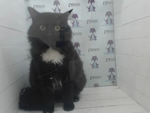 A young small-sized male Domestic Long Hair cat named Honey for adoption in Orlando, FL