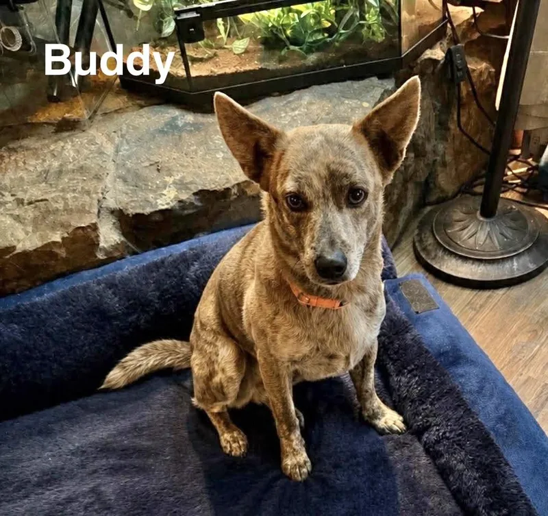 Buddy thumbnail 2