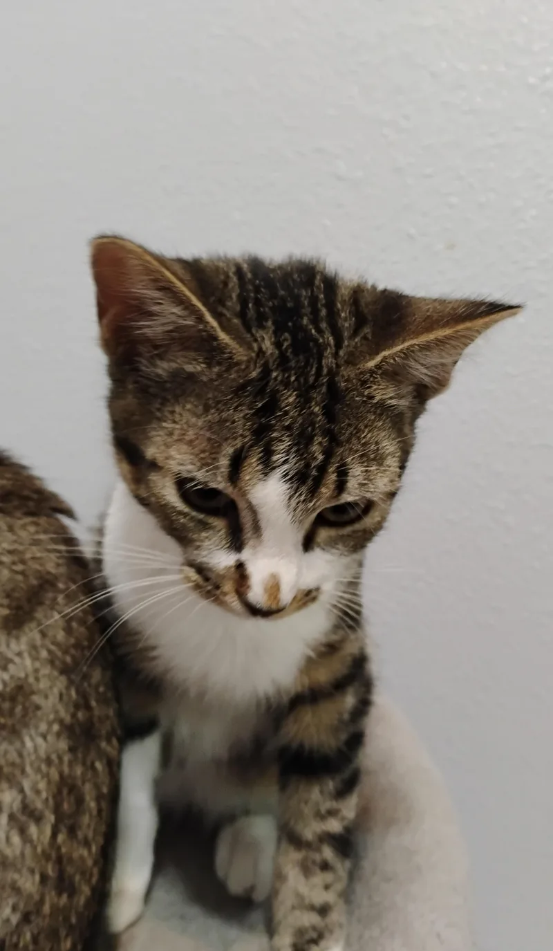 Tigra