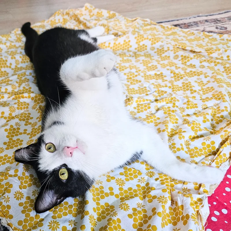 An adult medium-sized male Black & White / Tuxedo Tuxedo cat named Slinky for adoption in Chicago, IL