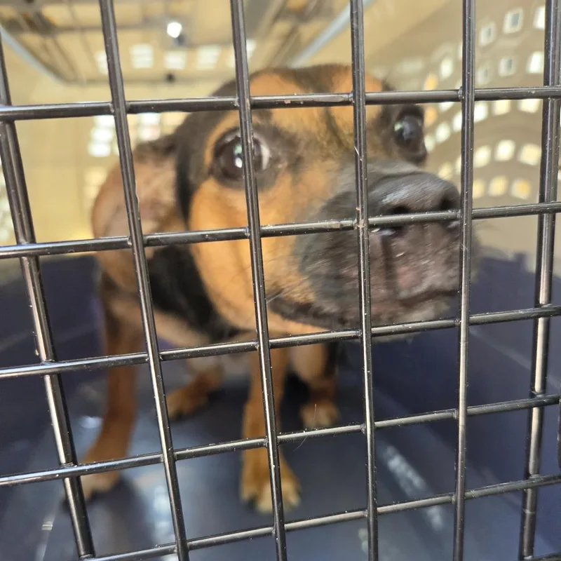 A young small-sized male Black Mixed Breed dog named Targaryen for adoption in Leander, TX