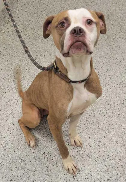 An adult medium-sized female Yellow / Tan / Blond / Fawn Pit Bull Terrier dog named Monarch for adoption in Kansas City, MO