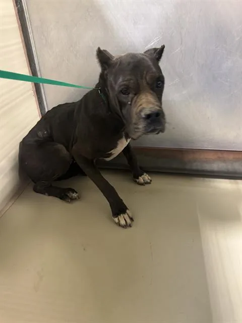 A young large-sized female Cane Corso dog named Shy for adoption in Bakersfield, CA