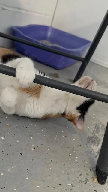 An adult medium-sized female Calico cat named Reign for adoption in Lynn Haven, FL