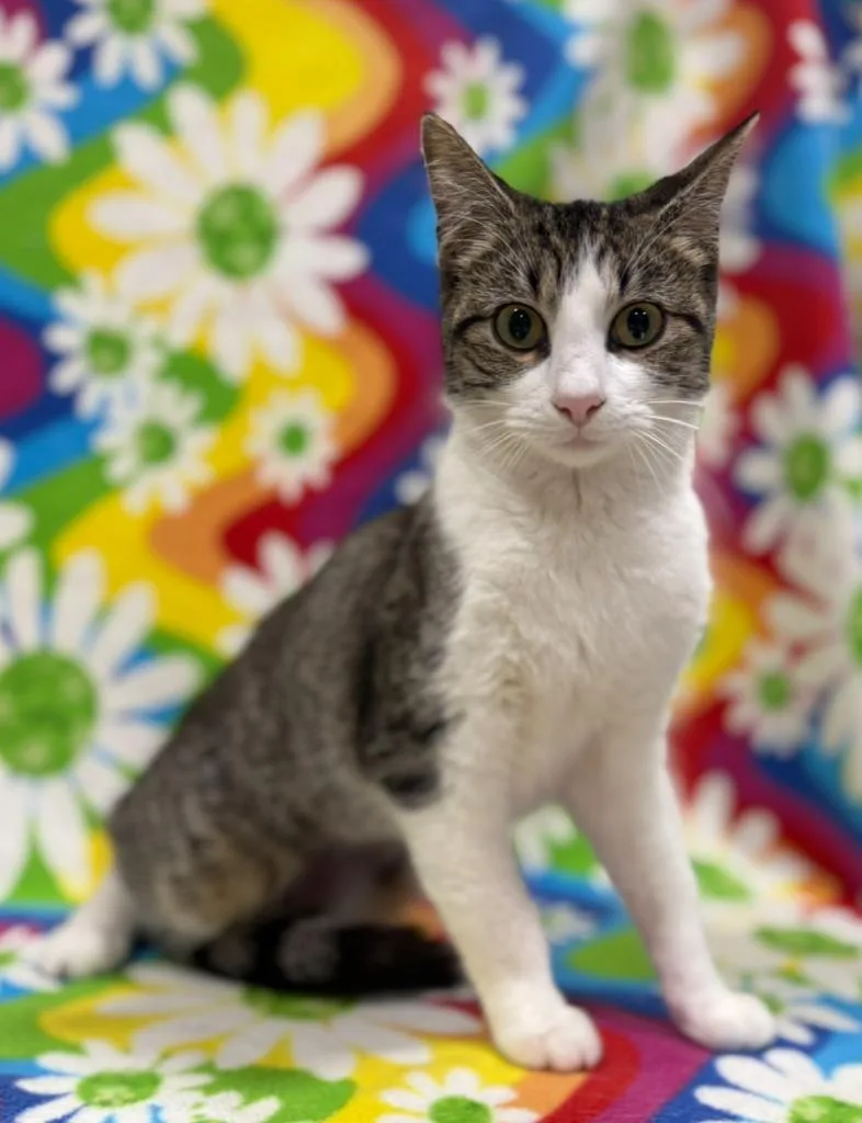 A baby small-sized female Domestic Short Hair cat named Miami for adoption in Corpus Christi, TX