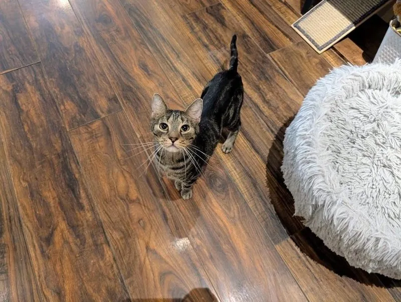A young small-sized female Domestic Short Hair cat named Bindi for adoption in Lewisburg, PA