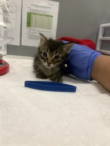 A baby small-sized male Domestic Medium Hair cat named Simon for adoption in San Martin, CA