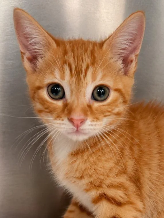A baby small-sized male Domestic Short Hair cat named Tater Tot for adoption in Labelle, FL
