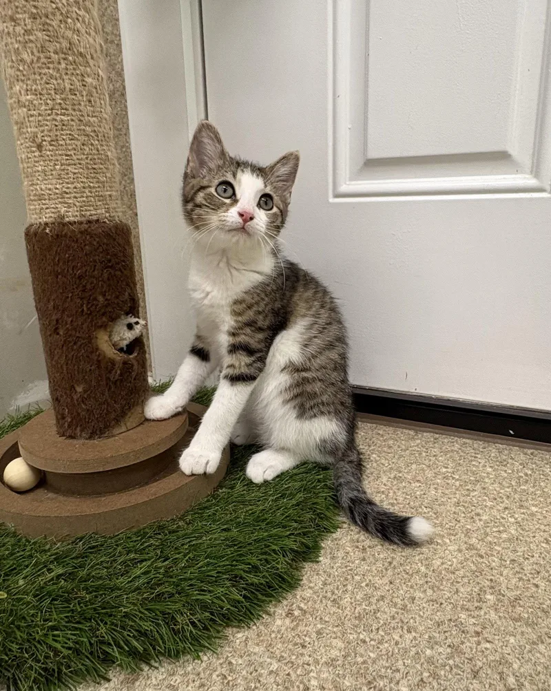 Hazel