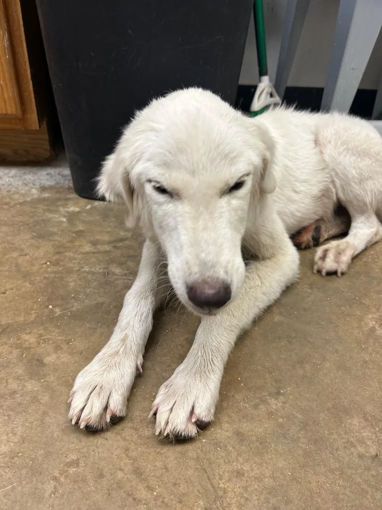 A baby large-sized female Great Pyrenees dog named Phoenix for adoption in Lockhart, TX