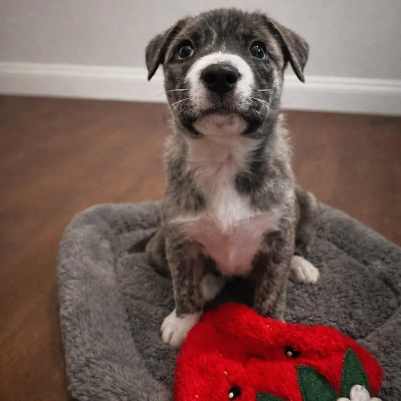 A baby small-sized female Brindle Terrier dog named Iris for adoption in Montgomery, AL