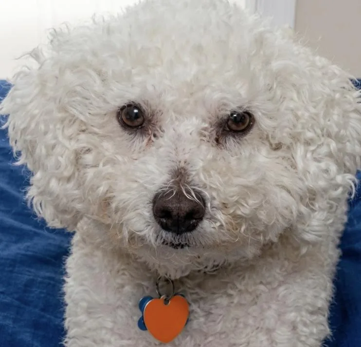 An adult small-sized male Tricolor (Brown, Black, & White) Bichon Frise dog named Crumble for adoption