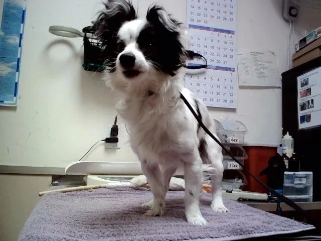 A young small-sized male Terrier dog named Jared for adoption in Martinez, CA