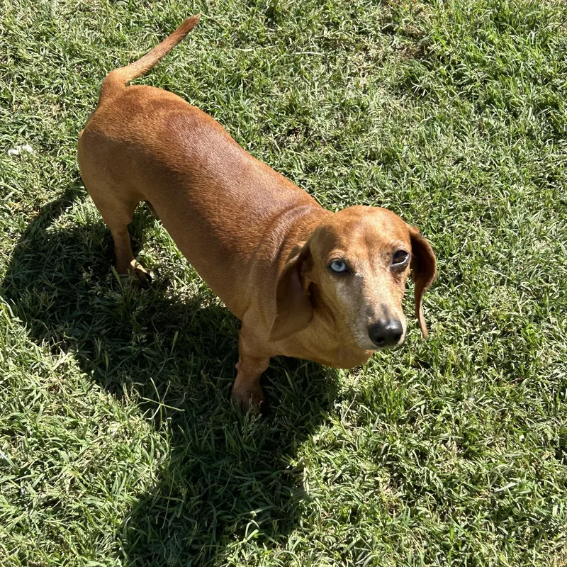 Ziggy thumbnail 2