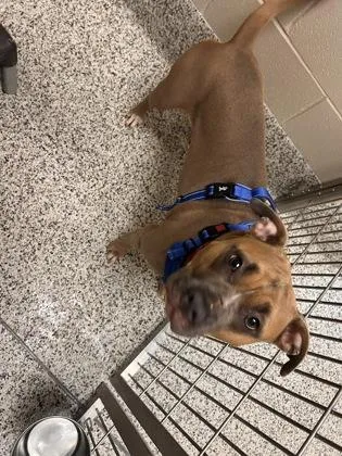 An adult large-sized female Mixed Breed dog named Sugar for adoption in Fairfax, VA