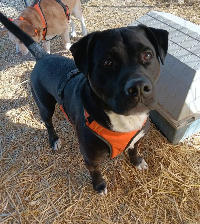 Loki