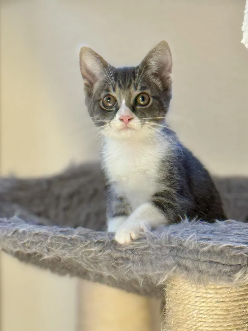 A baby small-sized female Domestic Short Hair cat named Elia for adoption in Carlsbad, CA