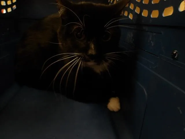 Oreo