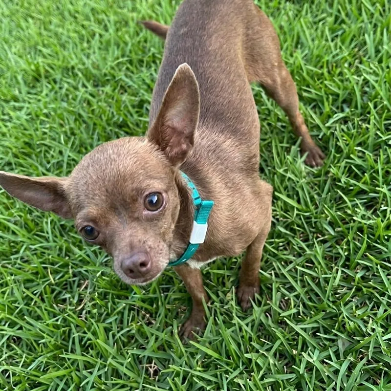 An adult small-sized male Brown / Chocolate Chihuahua dog named Osiris for adoption in Las Vegas, NV
