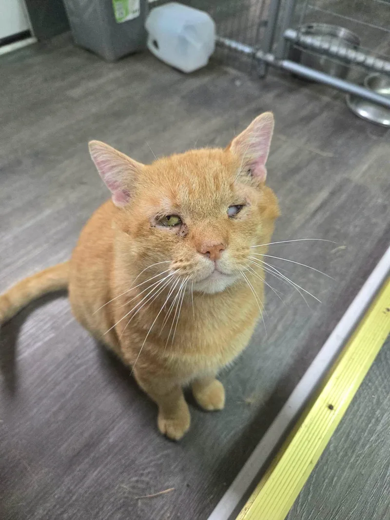 An adult medium-sized male Domestic Short Hair cat named Jorge for adoption in Clymer, PA