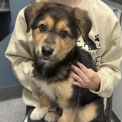 Pork Chop thumbnail 2