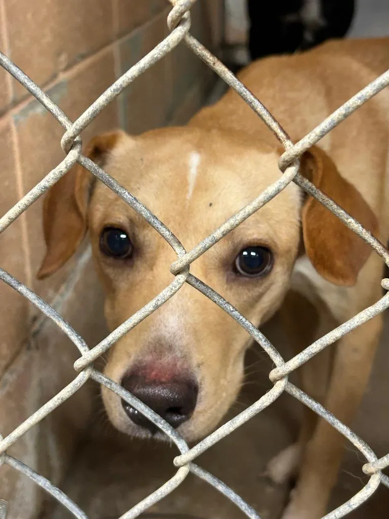 A young medium-sized male Labrador Retriever dog named Sky for adoption in Gautier, MS