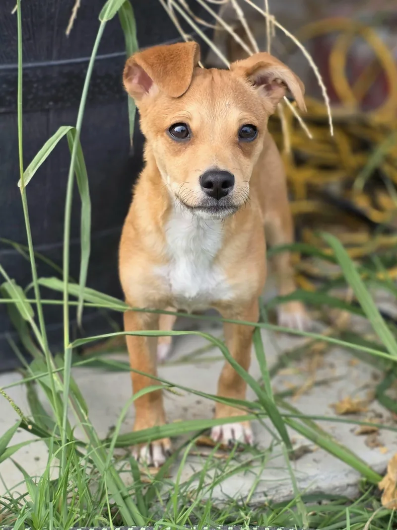 A baby small-sized female Chihuahua dog named Petunia for adoption in Penryn, CA