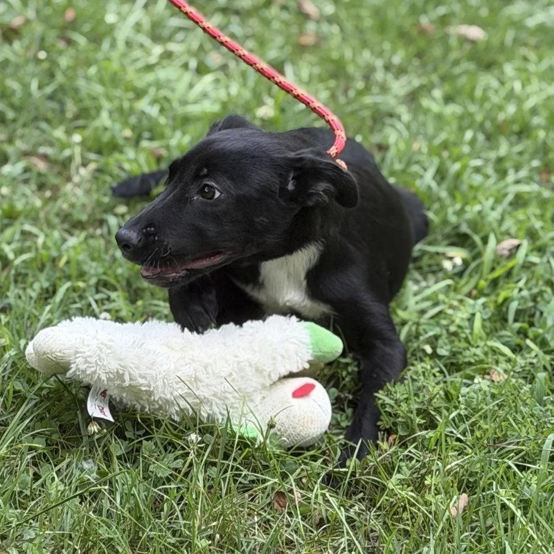 A baby medium-sized female Black Labrador Retriever dog named Potato for adoption in Locust Fork, AL