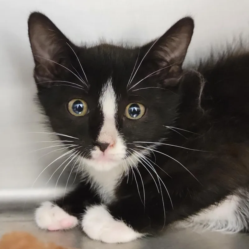 A baby small-sized female Black Domestic Short Hair cat named Crumpet for adoption in Sarasota, FL