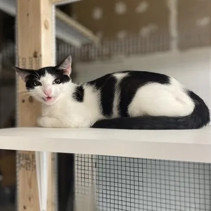A young medium-sized male Domestic Short Hair cat named Finch for adoption in Palm Coast, FL