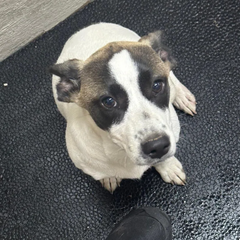 A young medium-sized female White / Cream Rat Terrier dog named Kira for adoption in Madisonville, KY