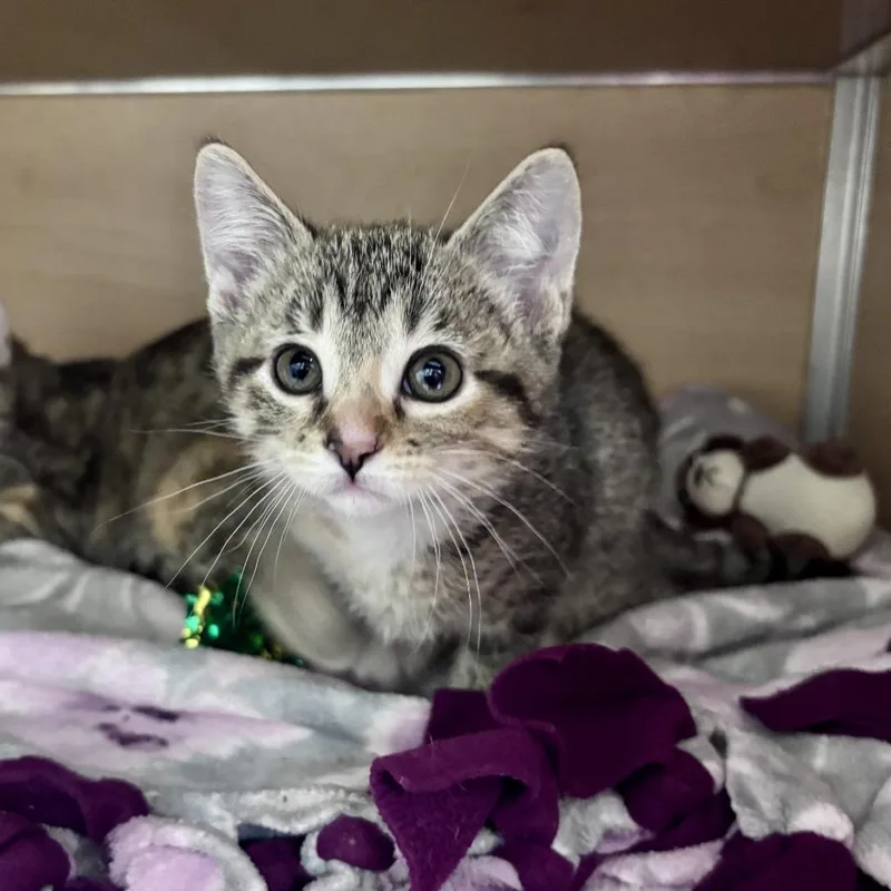 A baby small-sized female Brown / Chocolate Domestic Short Hair cat named Squiggles for adoption in Brookfield, WI