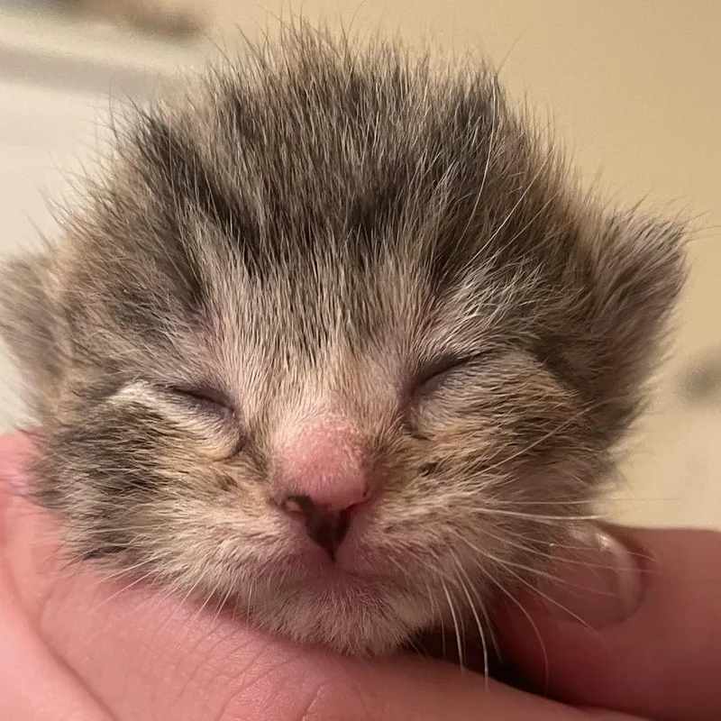 Squiggles thumbnail 2