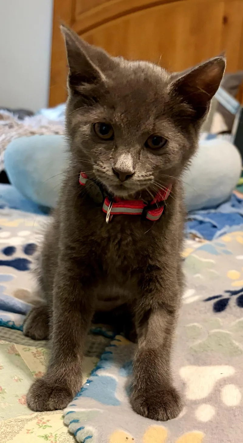 A baby medium-sized female Gray / Blue / Silver Domestic Short Hair cat named Pebble for adoption in Houghton Lake, MI