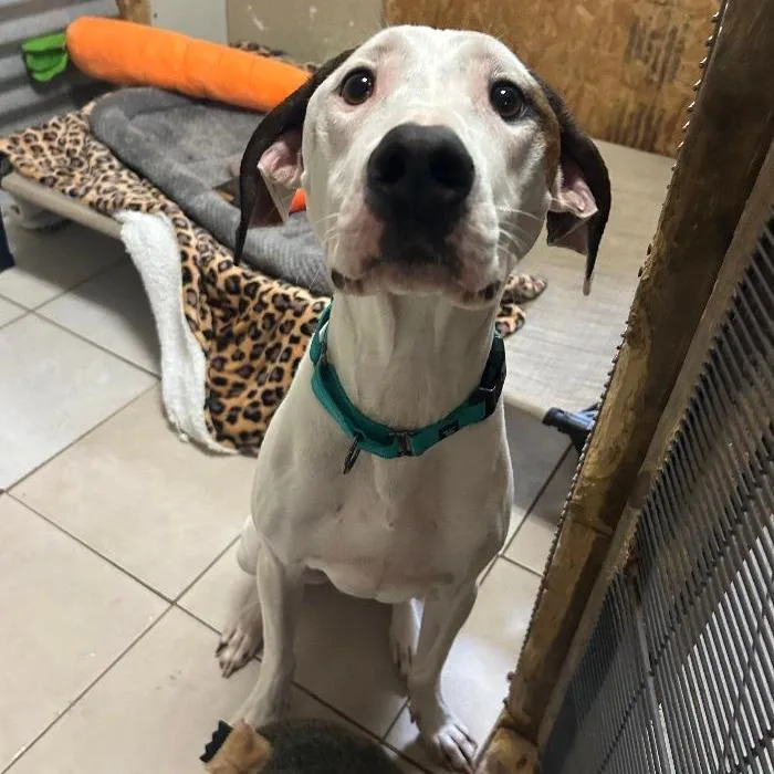 An adult small-sized male White / Cream Hound dog named Ayden for adoption in North Myrtle Beach, SC