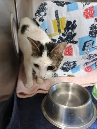 An adult small-sized female Domestic Short Hair cat named Helen for adoption in Independence, MO