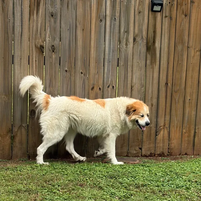 An adult large-sized female White / Cream Great Pyrenees dog named Audrey for adoption in Greensboro, GA