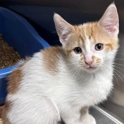 A young medium-sized male Orange & White Domestic Short Hair cat named Grasshopper for adoption in Allegan, MI
