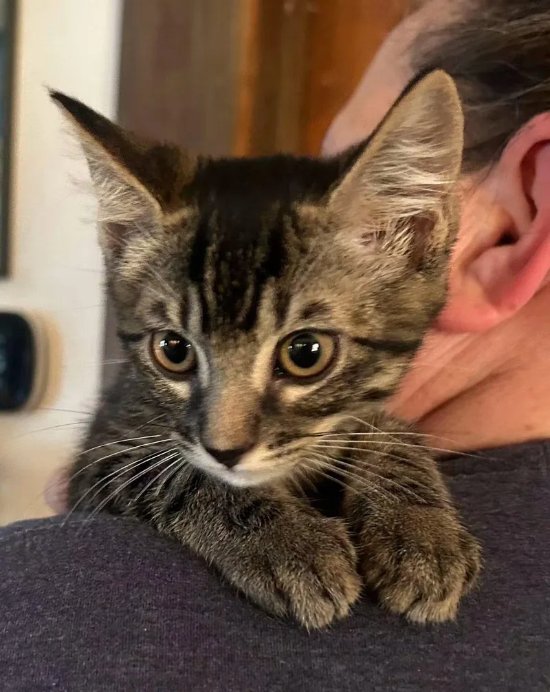 A baby medium-sized male Tabby cat named Ernie Napa for adoption in Napa, CA
