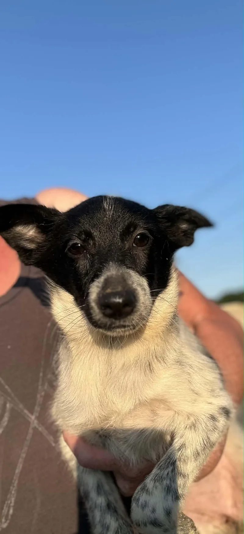 A baby small-sized female Lancashire Heeler dog named Tilapia for adoption in Havertown, PA