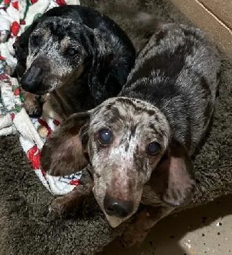 Willow & Maggie