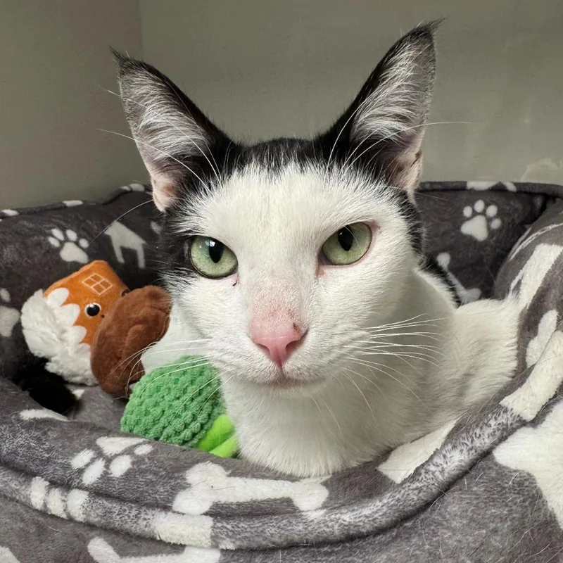 An adult medium-sized female Black Domestic Short Hair cat named Ophelia for adoption in East Hanover, NJ