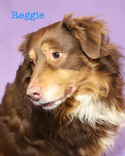 An adult extra large-sized male Australian Shepherd dog named Reggie for adoption in Parma, OH