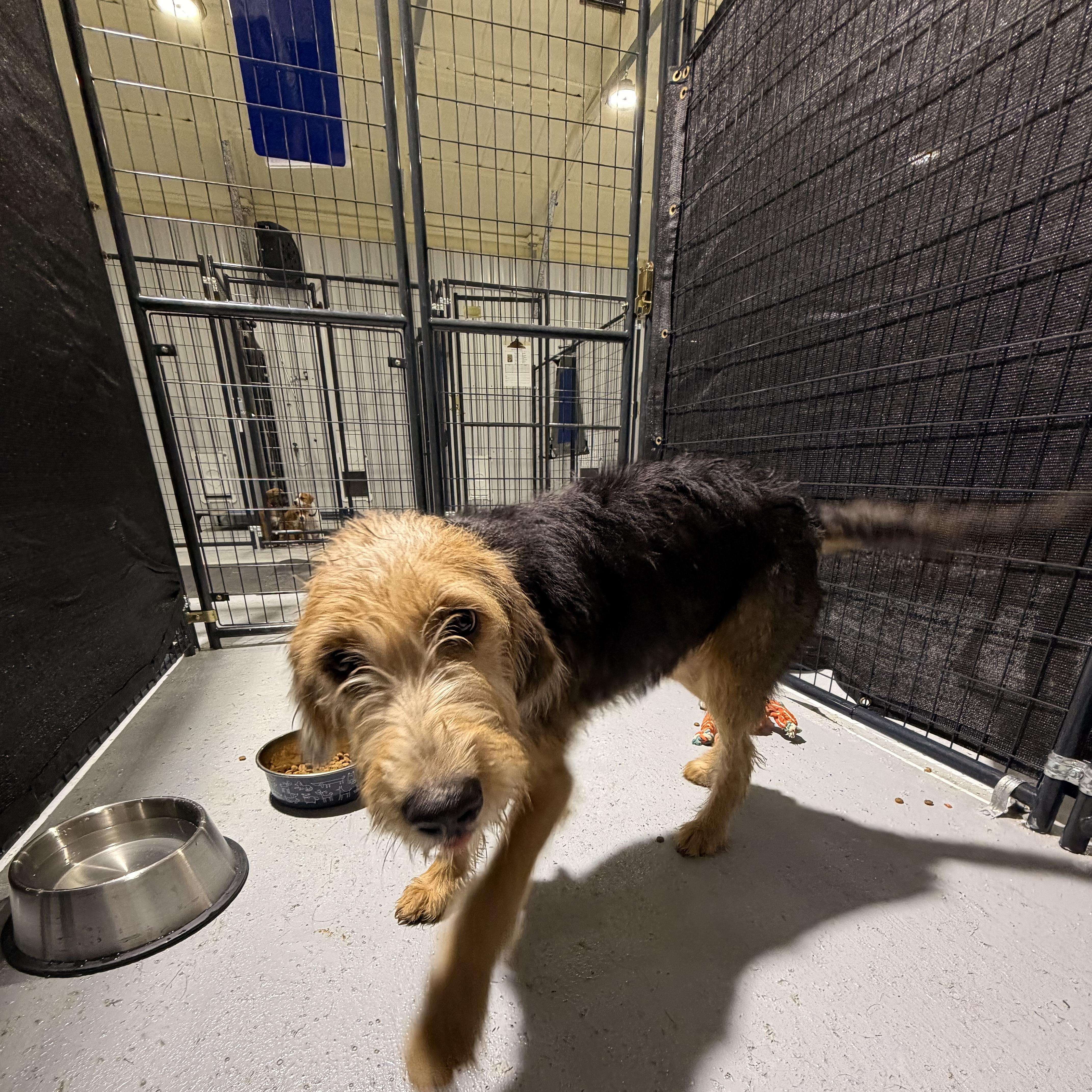 A young medium-sized male Golden Airedale Terrier dog named Chewy for adoption in Ruston, LA